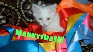 Обзор на мою кошку Манюшу))))))