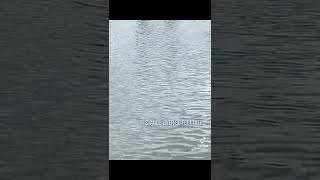 Lego Loch Ness Sea Monster