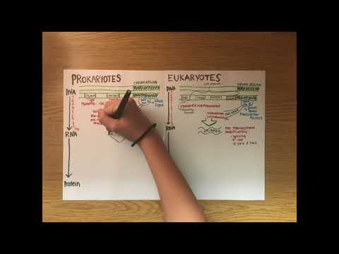 Eukaryotic and Prokaryotic Differences in Transcription and Translation