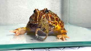 I bought a frog to feed./ Pacman frog , African bullfrog【LIVE FEEDING】 by BUG FROG 12,015 views 3 months ago 1 minute, 1 second