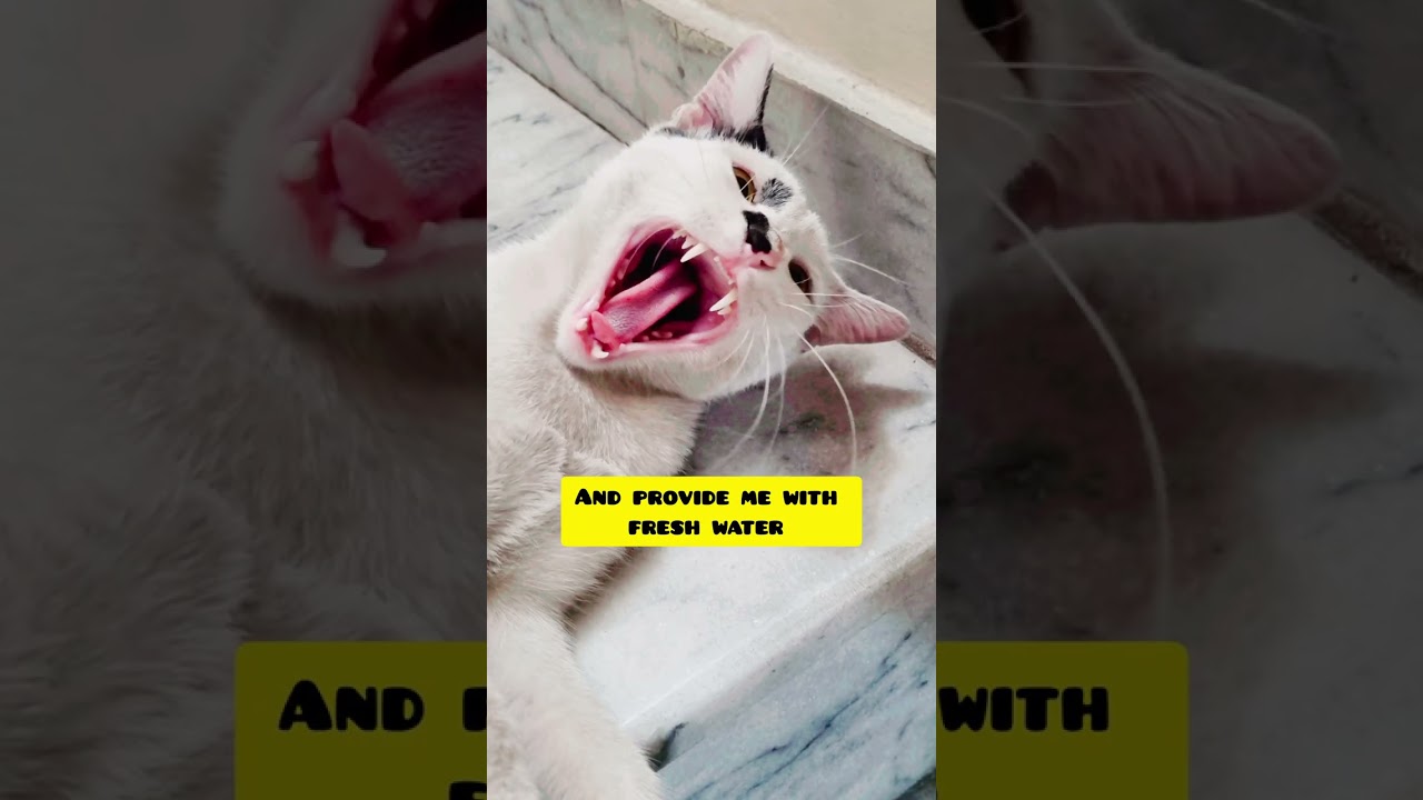 Cat drinking dirty rain water