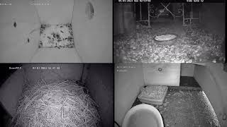 20221231 Live hedgehogs