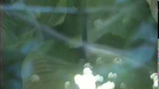 Dressin Red - Our Love