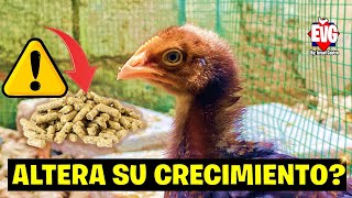 Alimento que ALTERA el crecimiento de tus pollitos