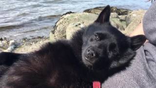 Schipperke dog tired after a long swim