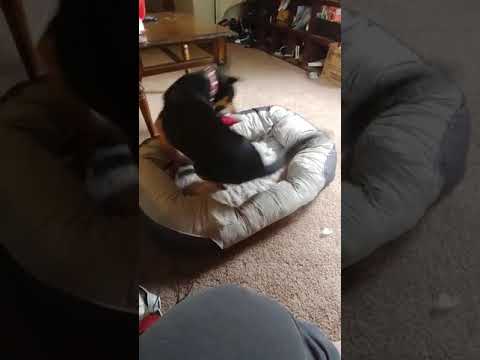 Vacuum filled dog bed available on Amazon | link is in description ...