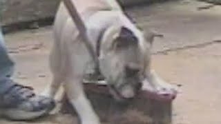 Bulldog and the Broom - PetTube by PetTube - Planet's Funniest Animals 1,156 views 8 years ago 40 seconds