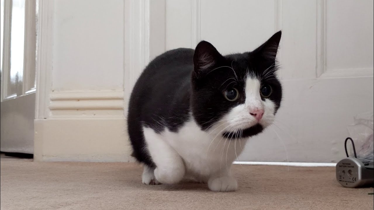 photo Cat Wiggle Pounce cat wiggles butt before pounce attack 4k