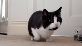 Cat Wiggles Butt Before Pounce Attack 4k Youtube