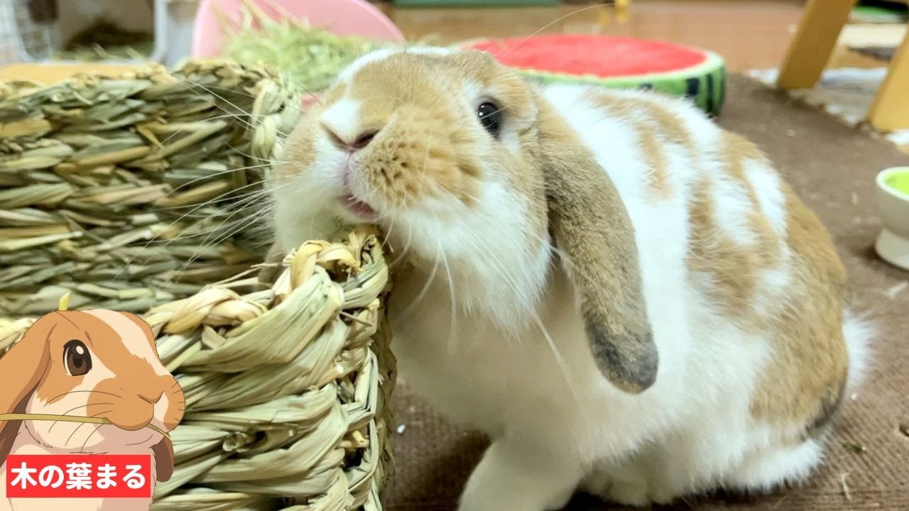 僕のアピールが可愛すぎるうさぎの木の葉まる【ロップイヤー】 - YouTube
