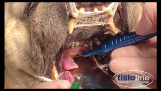 Chirurgia palato molle con laser chirurgico in cane-Soft palate surgery with laser surgery in dog screenshot 2