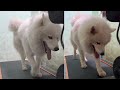 Samoyed Experience Treadmill for the First Time #Shorts