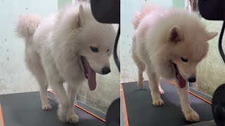 Samoyed Experience Treadmill for the First Time #Shorts