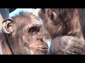 Chimps grooming session Kenta & Peach at Tama Zoo