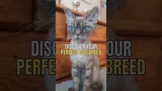 Discover Your Perfect Cat Breed 