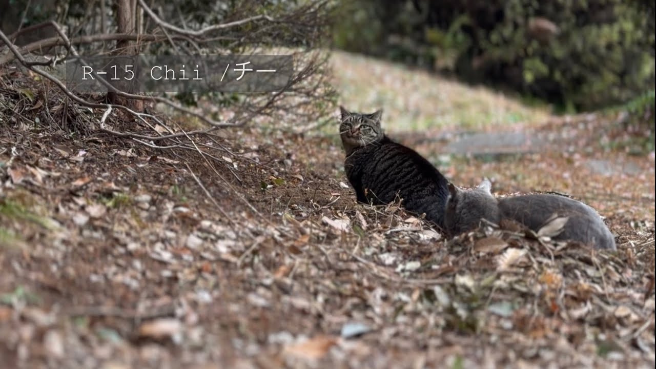 [D-12] Riverside Cat Log #06 | R-15 Chii（定例巡回報告）