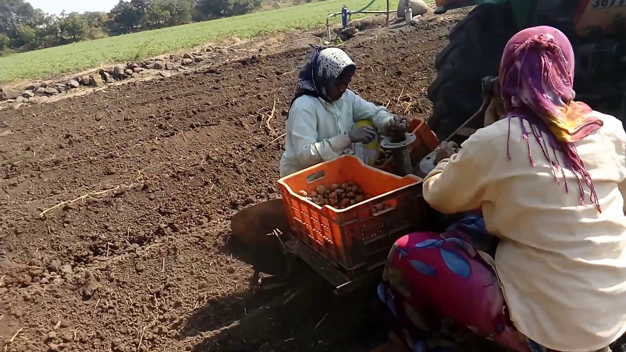 Potato sowing in my farm(yedshi) YouTube