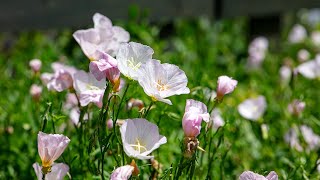 The 'weed' you need: Mexican Primrose!