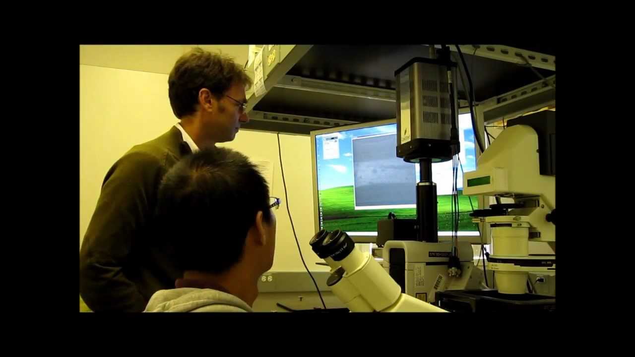 Worms Reveal Secrets of Wound Healing Response