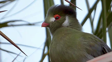 White cheeked Turaco || Sherwin Buluran