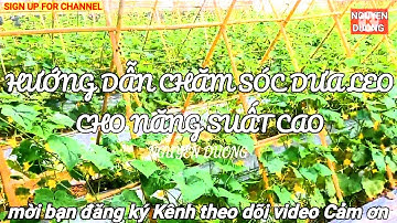 HƯỚNG DẪN CHĂM SÓC DƯA LEO ĐẠT NĂNG SUẤT CAO | Instructions for taking care of high-yield melons