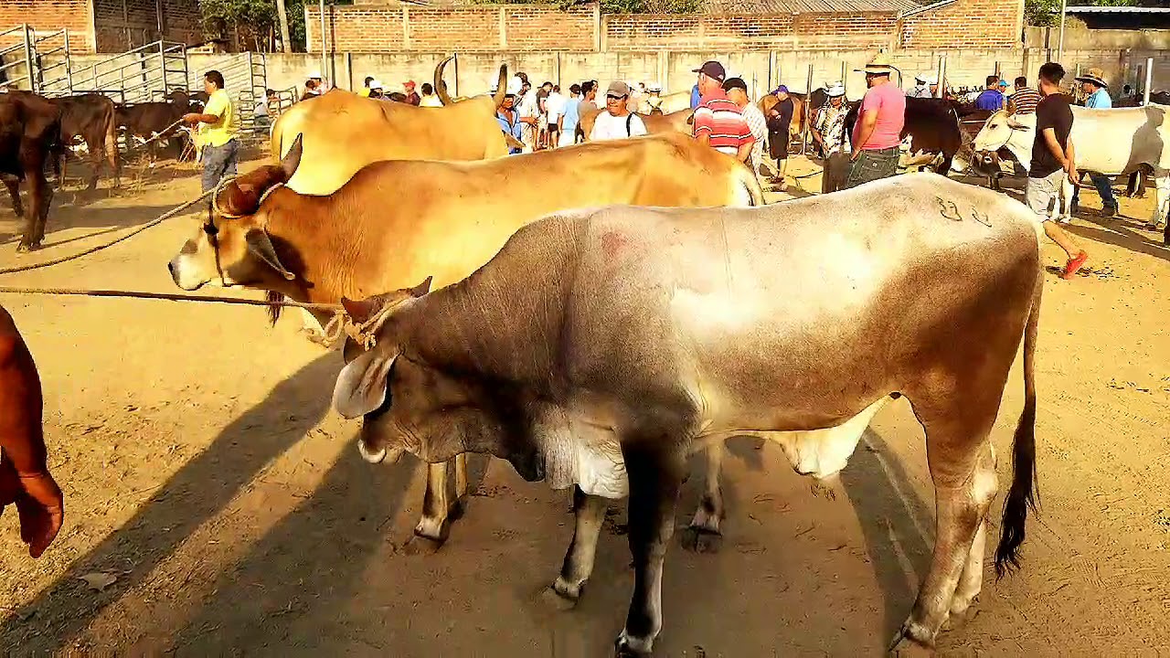Bonito ganado en la ciudad de Santa Elena Usulutan El Salvador YouTube