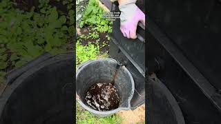Inside my established worm farm 🪱 #wormcomposting #composting #allotment
