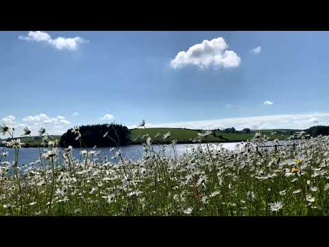 Siblyback Lake | Bodmin Moor | Daisies