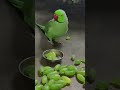 beautiful parrot talking mummy 💖 #parrot #talkingparot #petbird #nonstoptalkingparrot #shortvideo