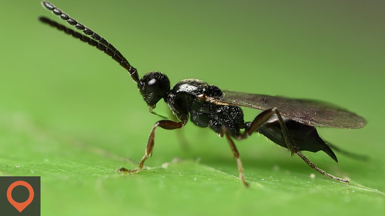 Наездник апантелес. Parasitoid Wasps. Бескрылая Оса. Бархатный муравей. Муравей и Оса.