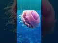 Box Jellyfish: Samundar ka Sabse Zehreela Jeev 😨/Kya Box Jellyfish Insaan ko Minutes me Maar Sakta