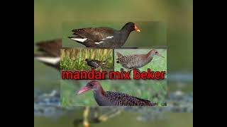 mandar peruk & sintar beker