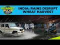 India: Wheat Harvest Threatened by Untimely Rains, Raising Price Rise Fears | Planet Pulse | N18G