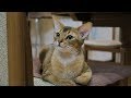 How to Care for Abyssinian Cats - Training Your Cat の動画、YouTube動画。