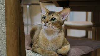 How to Care for Abyssinian Cats  Training Your Cat