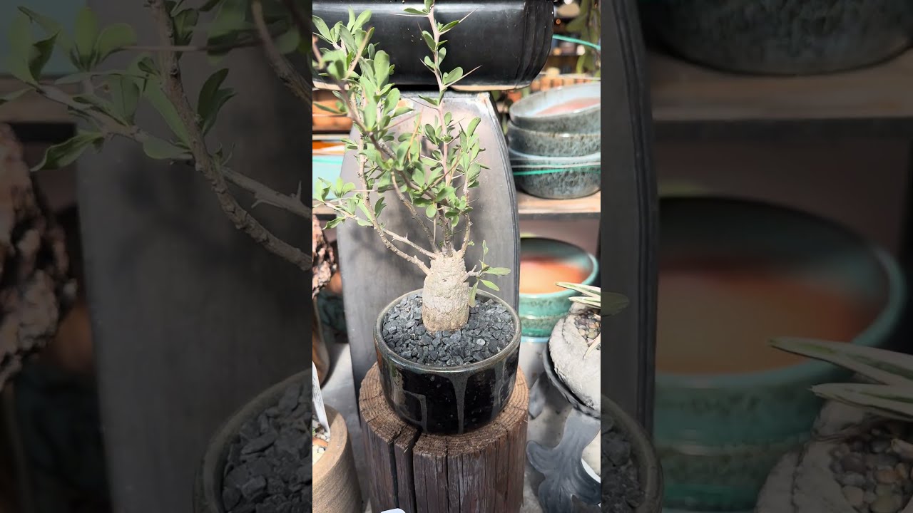 A Natural Water Reservoir:  Fouquieria columnaris "Boojum Tree"