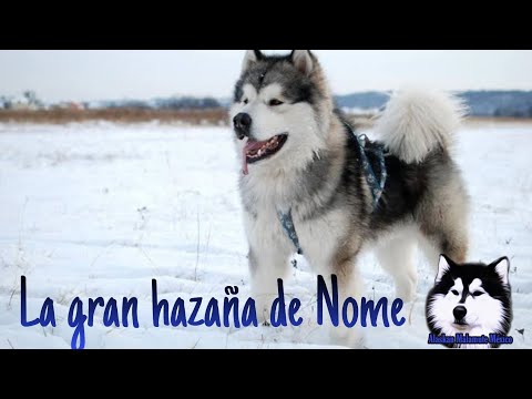 La VERDADERA Historia de la carrera del suero en ALASKA TOGO, BALTO, SEPPALA ¿Y MALAMUTES? 🐕🐺🐾😱