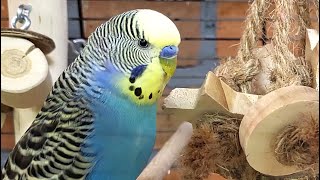 9 hours of budgie sounds