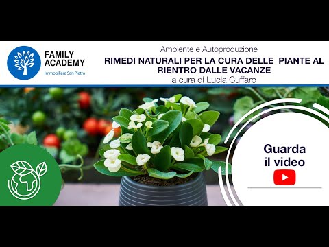 Video: Piante da bagno senza finestre: aloe vera, sansevieria, dracaena, felce, clorofito. Caratteristiche del posizionamento e della cura