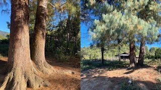 This Village in Arunachal Pradesh feels so unreal|Amji Village 🍊..