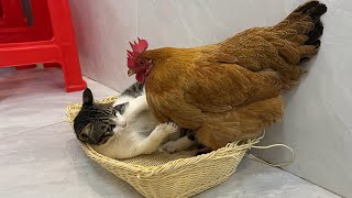 The kitten is very angry❗It's so funny and cute! The hen insisted on sleeping with the kitten