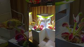 Venus Flytrap Growing Test — Day 245This Venus flytrap has been growing in a zero-sunlight #vft