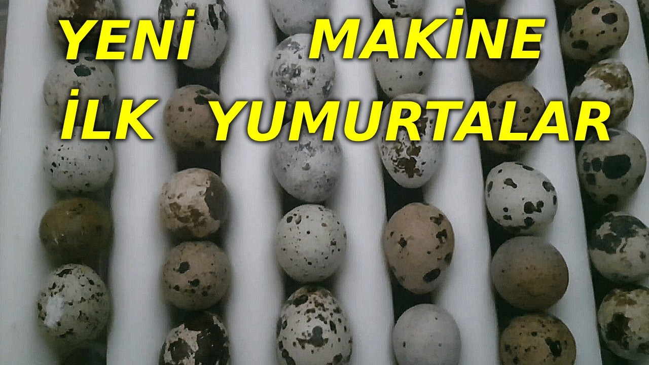 YENİ YUMURTALAR YENİ 120 LİK KULUÇKA MANKİNESİ #cimuka #civciv #civcivçıkımı #kuluçkamakinesi