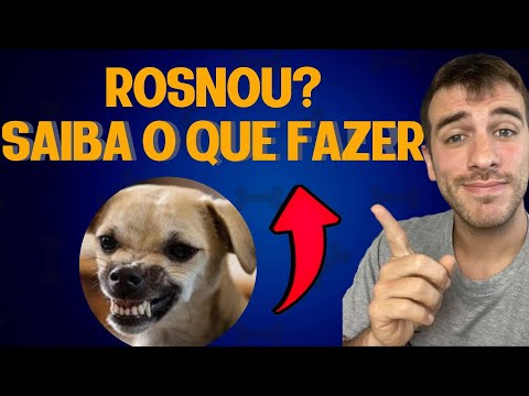 Vídeo: Socorro! Meu cão guarda sua comida