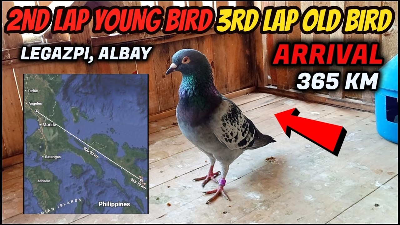 LEGAZPI, ALBAY BBC MAIN 2ND LAP YOUNG BIRD 3RD LAP OLD BIRD 365 KM ARRIVAL
