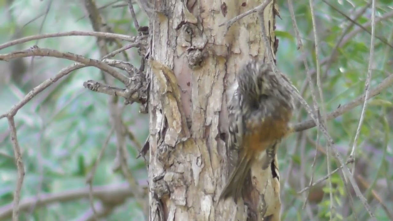 American Wildlife --- Brown Creeper