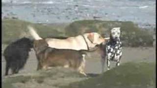 Watch Eleventyseven More Than A Revolution video