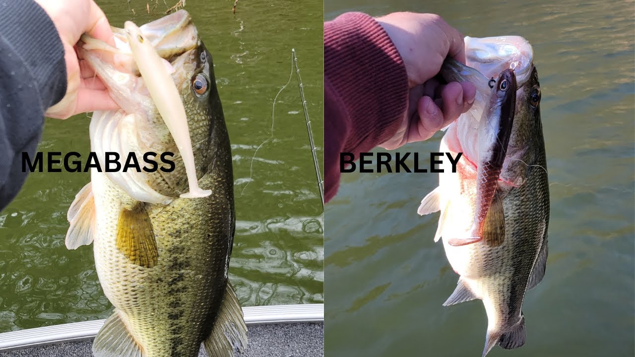 Which 6 inch Swimbait is Best For YOU? The Megabass Magdraft or Berkley Cullshad