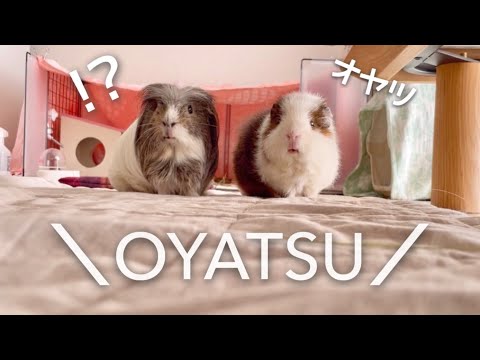 『オヤツ』の言葉に敏感なモルモット【リアルモルカー22連発】Jul.10 - Nnv.4 2022