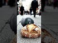 Food Lovers bird 🥯